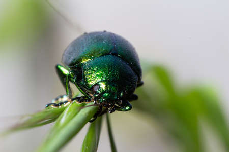A Chrysolina herbacea rests on a plant leafの写真素材