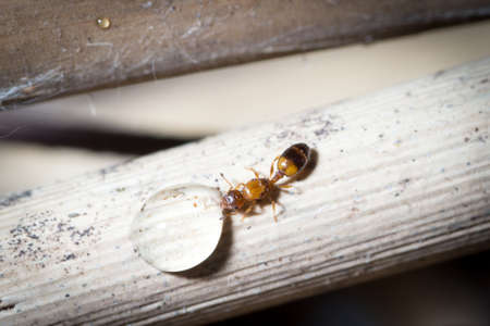 Temnothorax queen drink sugar water from a plantの写真素材