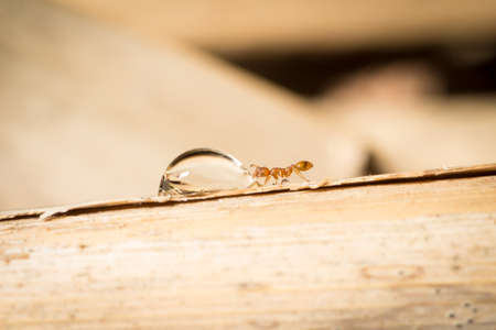 Temnothorax worker drink sugar water from a plantの写真素材