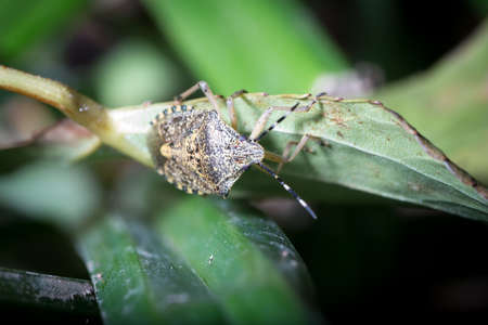 Halyomorpha halys checks the leaves of a plant for food