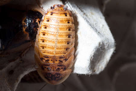 A young cockroach of the species Blaptica dubia