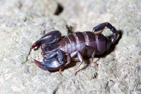 Euscorpius italicus heats up in the sun on a rock in search of prey