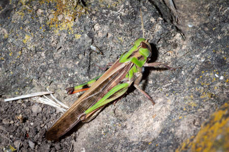 Grasshopper recharges energy in the sun above a stone
