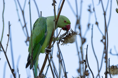 Black-necked parakeet snapping off a thistle flower to eat the seeds