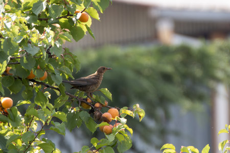 Young blackbird perched on a branch of an apricot treeの写真素材