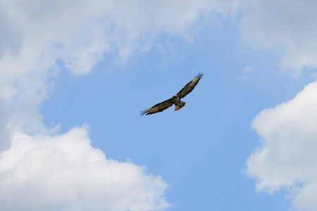 Buzzard flies high in the skyの写真素材