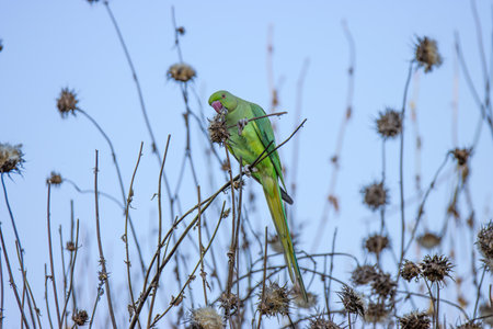 Black-necked parakeet snapping off a thistle flower to eat the seeds