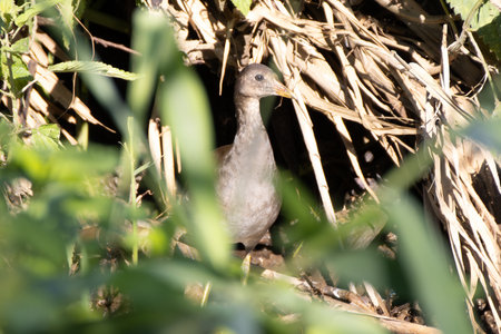A young moorhen hides among the plants at the edge of a streamの写真素材