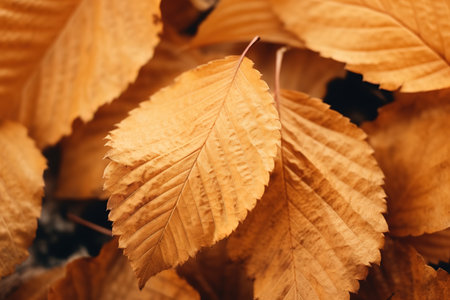 Abstract autumn background.の素材