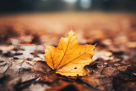 Abstract autumn background.の素材