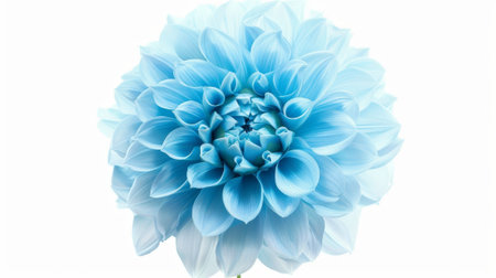 An isolated light blue flower against a white background. Closeup. A big shaggy flower for design. Dahlias..の素材