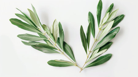 An olive branch with leaves isolated on a white background close-up.の素材