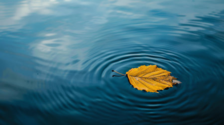 Lake with a floaty leaf.の素材