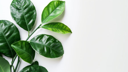 Close-up view of a branch of fresh green lemon leaves isolated on white background. The leaves were picked fresh from a home-grown organic garden. Food concept with copyspace..の素材