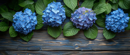 The hydrangeas are on a shabby wooden backgroundの素材