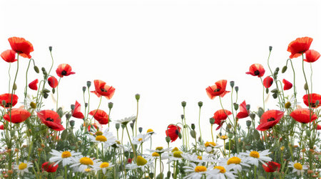An image with a white background and chamomile and poppies in red.の素材