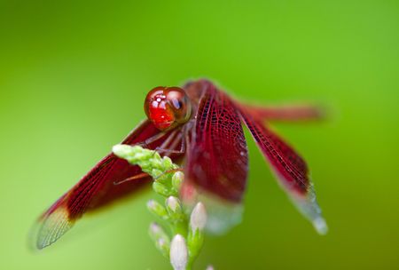 Red Dragonflyの写真素材