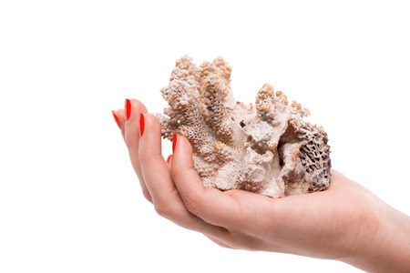 Woman with nice red polished nails holding on her palm nice cockleshell. Isolated on white backgroundの写真素材
