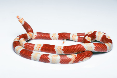 Corn Snake with red and white stripes   isolated on white background
