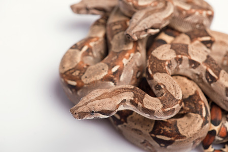 Boa constrictors is isolated on white backgroundの写真素材