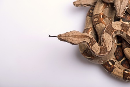 Boa constrictors isolated on white background  with copy place