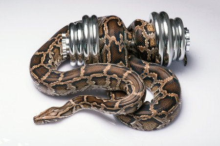 Boa constrictor with dumbbell isolated on white background