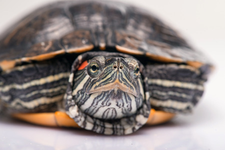 red ear turtle isolated on white background close up