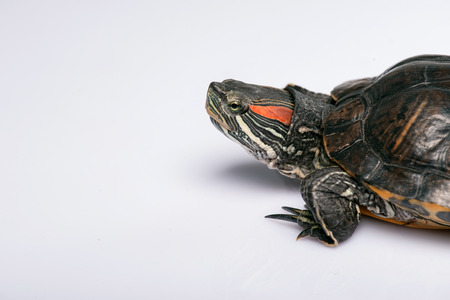 red ear turtle isolated on white background with copy placeの写真素材
