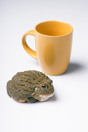 big green bull frog with rough skin  isolated on white background   with yellow cup of teaの写真素材