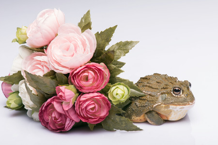 big green bull frog with rough skin  isolated on white background   near beautiful  bunch of roses