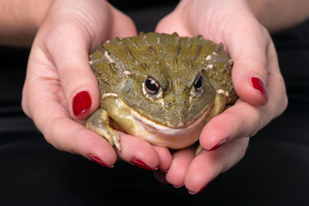 big green bull frog with rough skin  in woman hands with red manicure