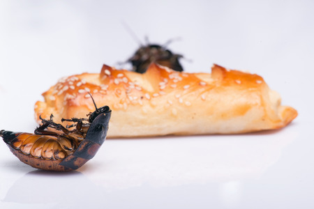 Madagascar hissing cockroaches  near bread   isolated on white backgroundの写真素材