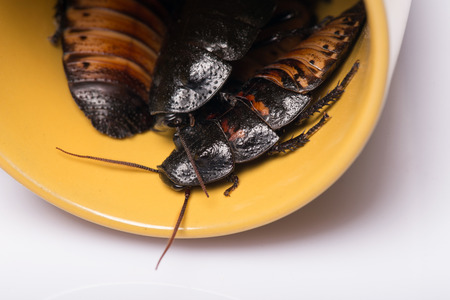 Madagascar hissing cockroaches  in yellow cup  isolated on white background  with copy place