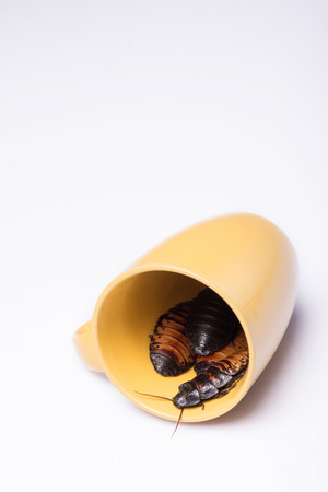Madagascar hissing cockroaches  in yellow cup  isolated on white background  with copy place