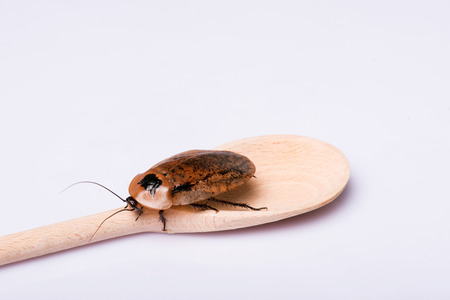 Madagascar hissing cockroach  on  wooden spoon    isolated on white backgroundの写真素材