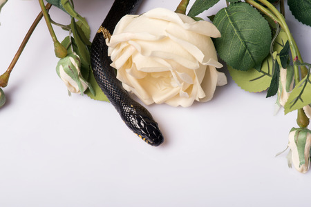 black striped mangrove snake  with smooth skin near  beautiful  bunch of white roses    isolated on white background   with copy placeの写真素材