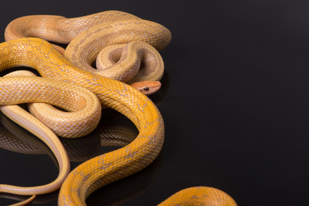 Yellow Rat Snake  large and bright yellow striped snake of the southeastern United States on black...
