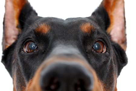 So curious. Close up of muzzle of doberman pinscher on isolated white backgroundの写真素材