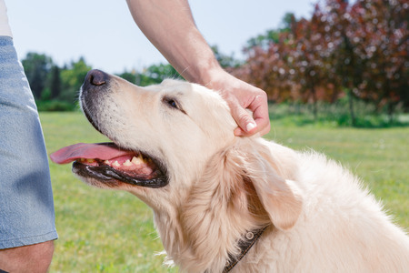 Dog. Portrait of a lovely cute golden retriever sitting on the grass while his owner stroking his...