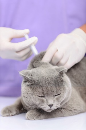I will cure  you. Close up of professional vet holding syringe and making injection while examining catの写真素材