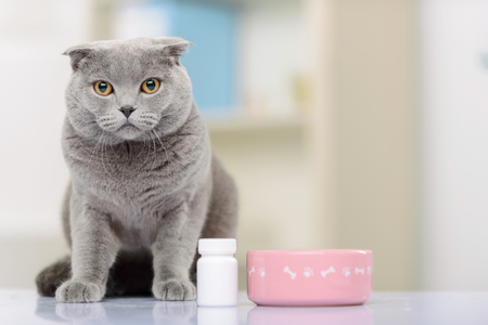 Waiting for my friend. Pretty little cat sitting on the table and looking straight while being in the consulting roomの写真素材