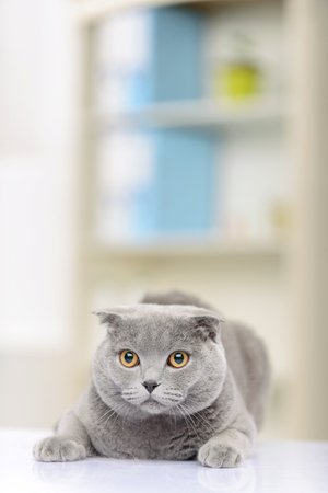 Fluffy cat. Little pretty cat lying on the table and looking straight while relaxing in the consulting roomの写真素材