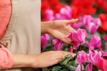 Tender creature. Close up of professional florist doing her job and touching the flowersの写真素材