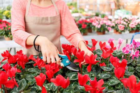 Do my work. Close up of secateurs in hands of professional devoted florist holding it and cutting the flowersの写真素材