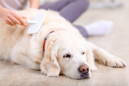 Close up of nice dog lying on the floor and sleeping with young woman brushing itの写真素材