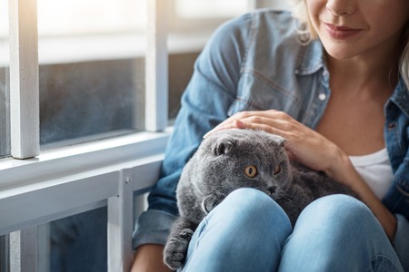 Alive toy. Close-up of young blond lady patting her grey cat near window.の写真素材