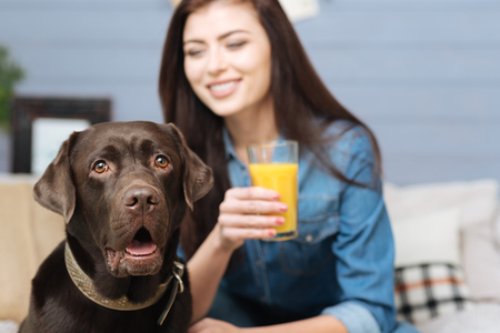 Brown Labrador and his mistress looking adorableの写真素材