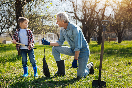 Grandfather and little boy planting tree in family gardenの写真素材