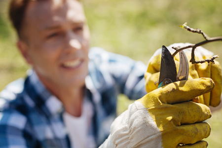 Male gardener looking after trees in backyardの写真素材