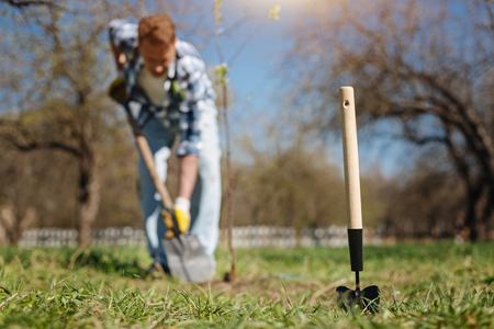 Brown haired man looking after transplant treeの写真素材